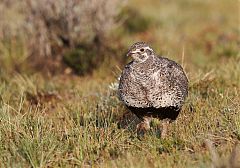 Greater Sage-Grouse